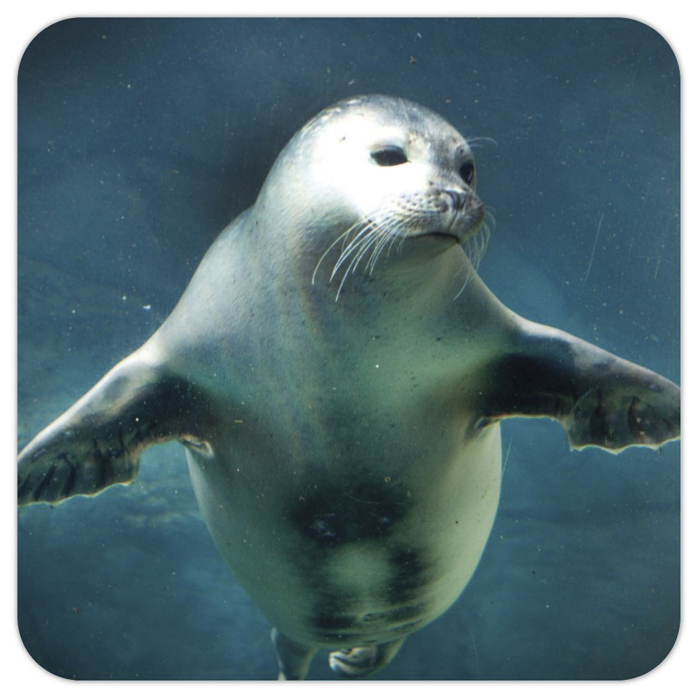 Photo Coaster - Seal