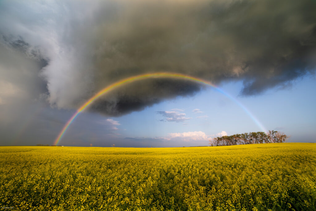 Stormy Canola Rainbow