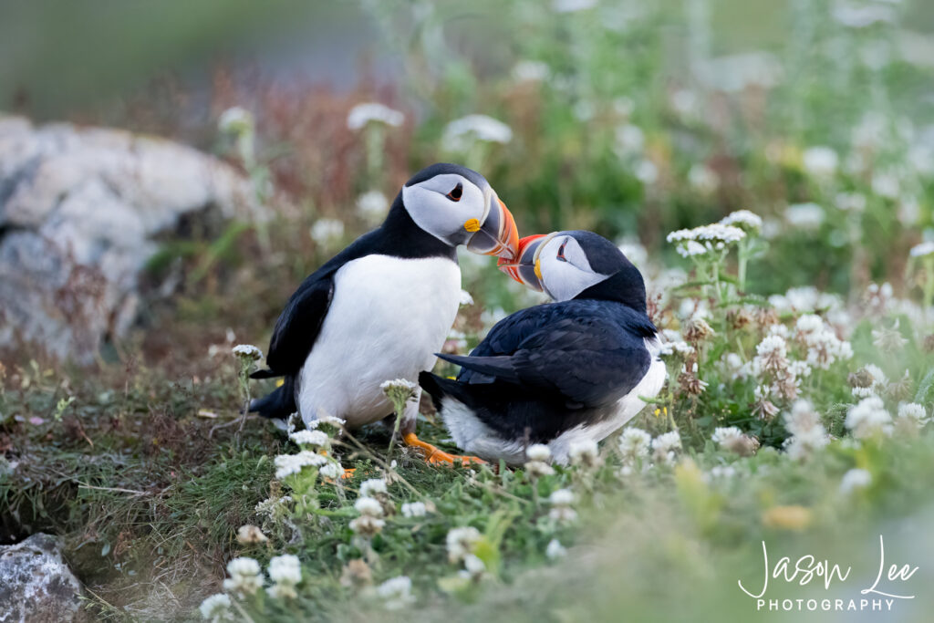 Kissing Puffins