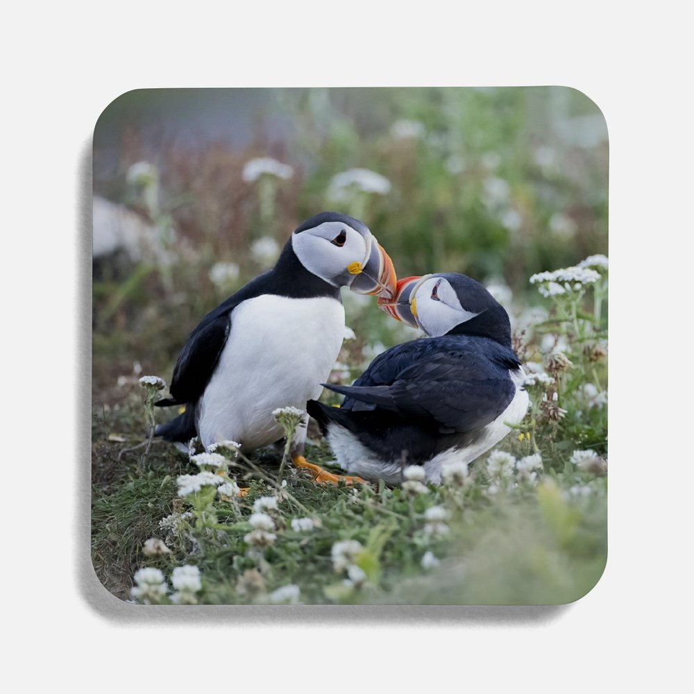 Photo Coaster - Kissing Puffins